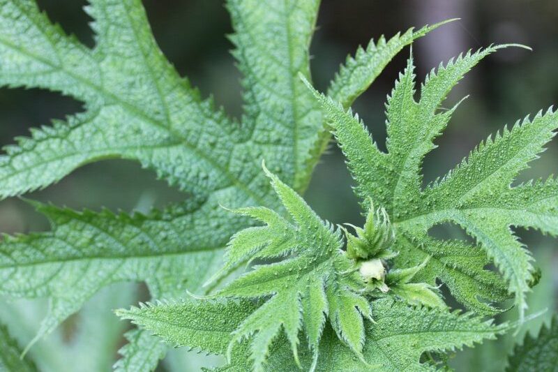 Himalayan nettle Girardinia Diversifolia plant
