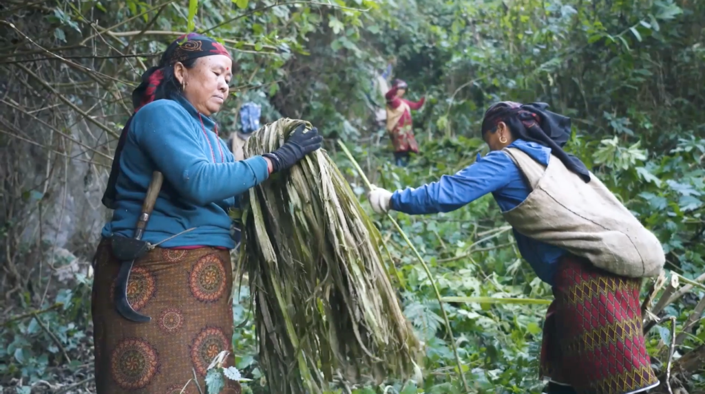 Himalayan nettle harvest in Nepal