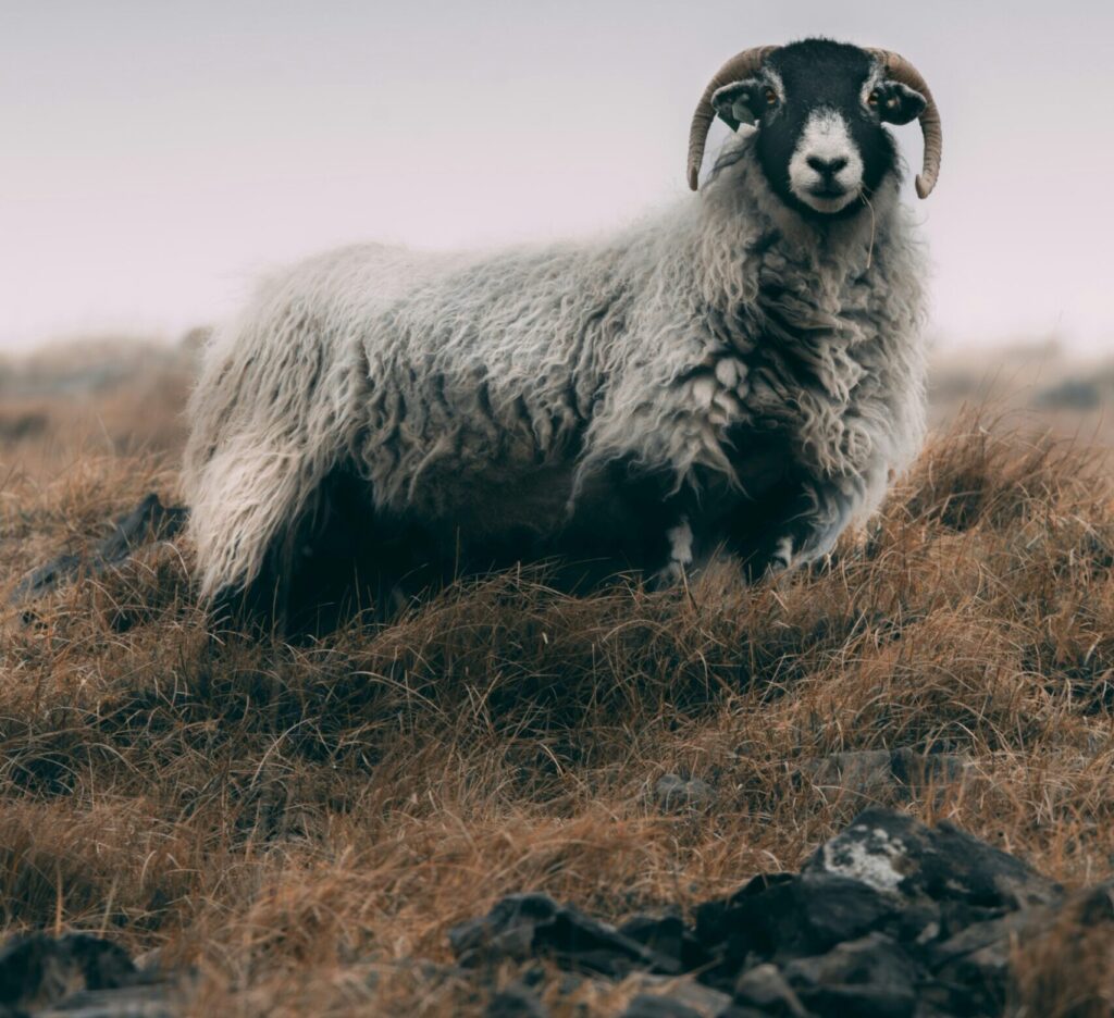 Sheep