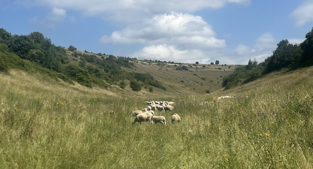 Regenerative farm sheep grazing