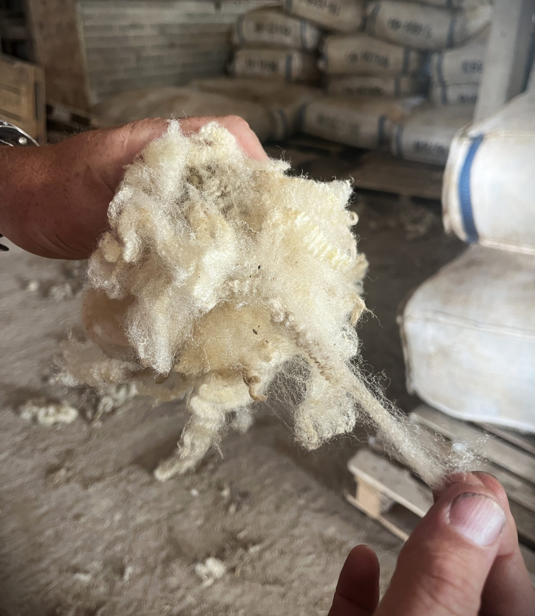 Farmer holding sheep wool fleece in the barn