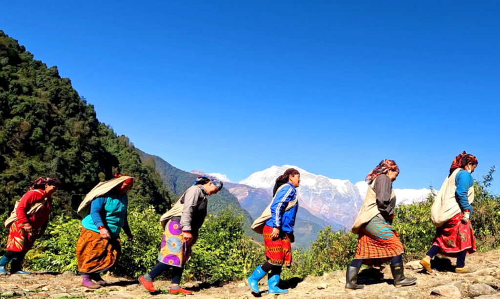 Nepalese communities harvesting Himalayan nettle