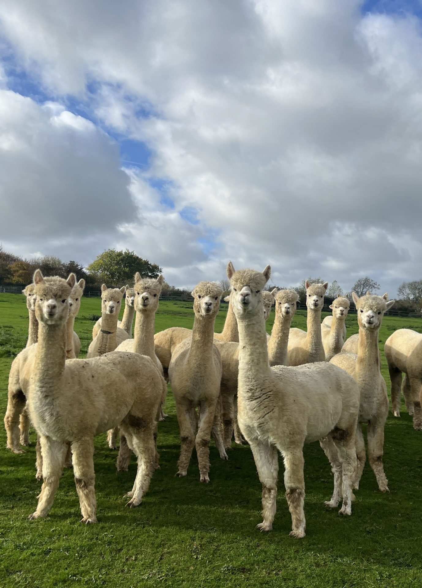 British alpacas