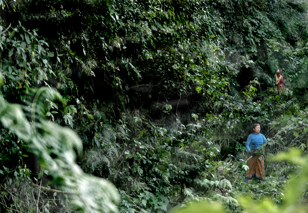 Himalayan nettle ecosystem