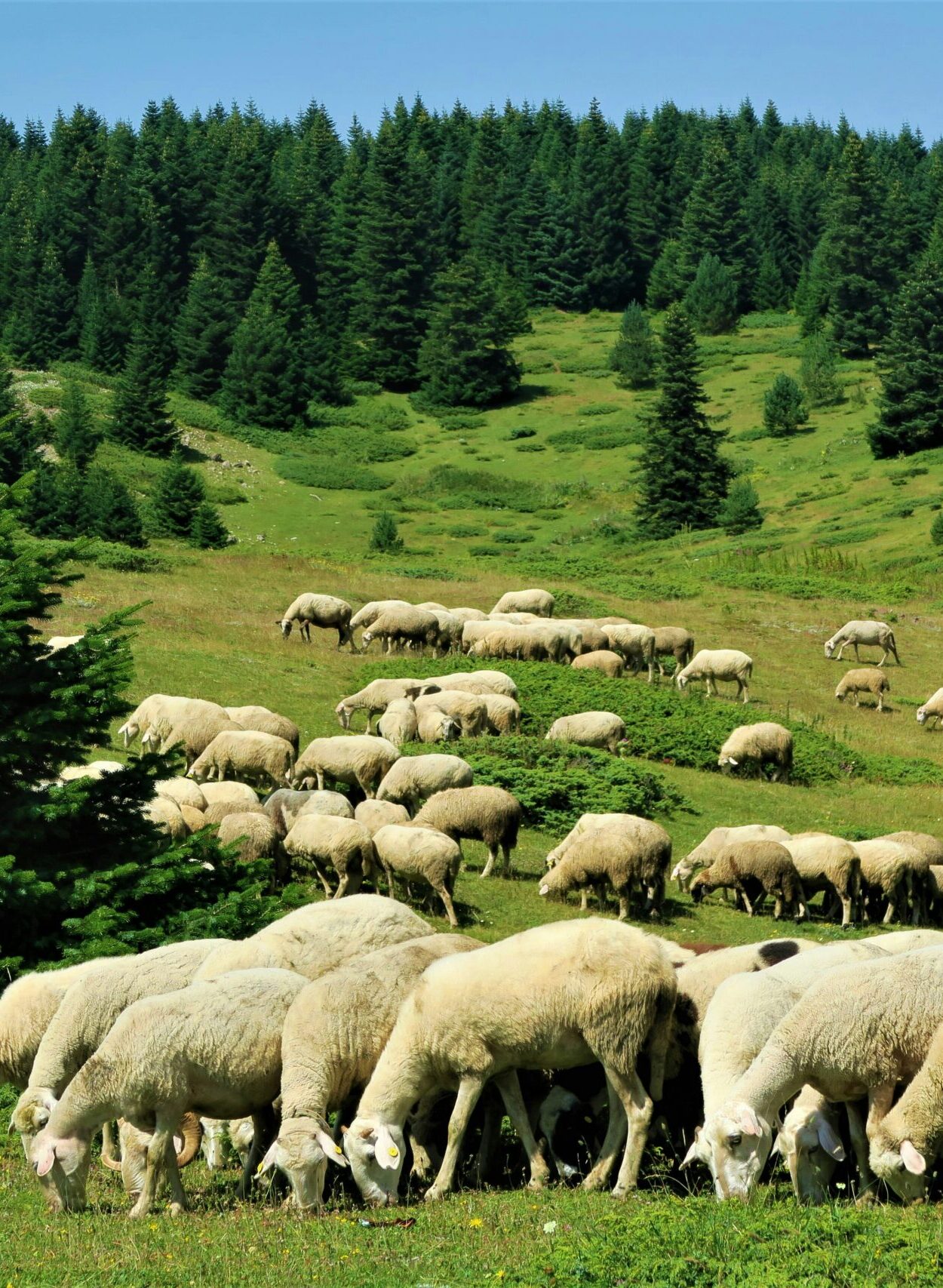 French transhumance sheep grazing