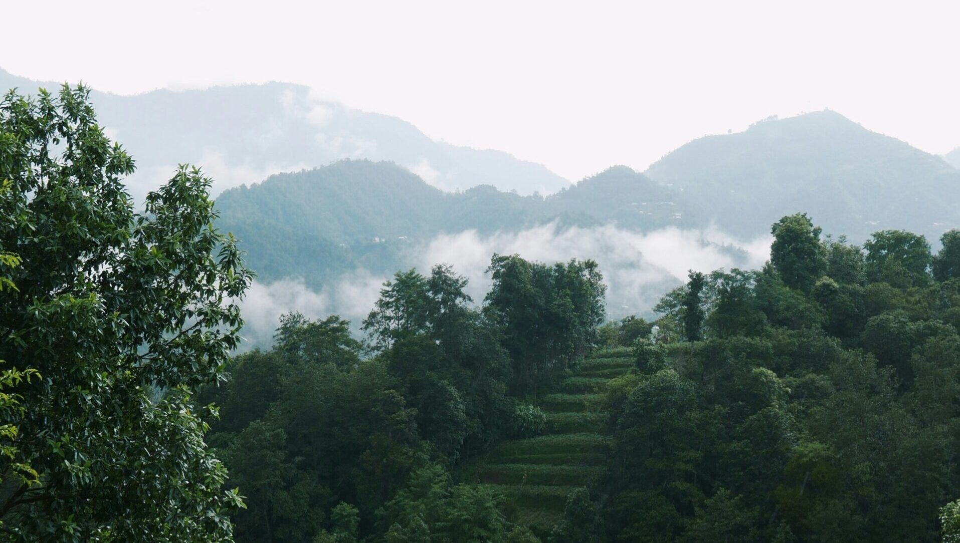 Nepalese forest Himalayan nettle ecosystem