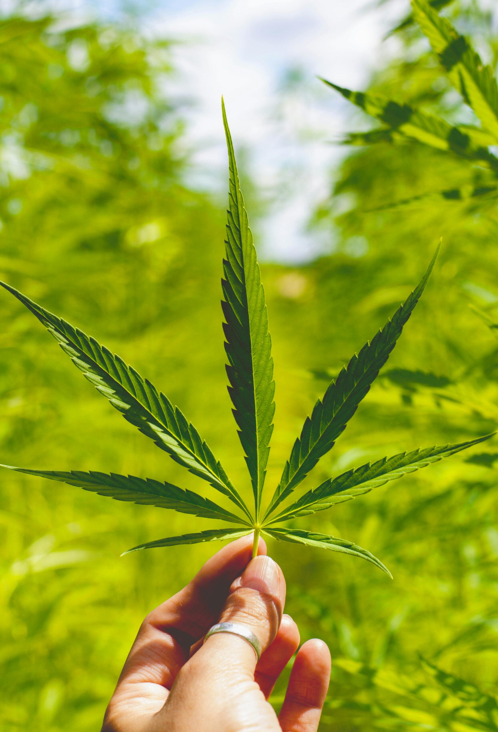 Hemp plant for fibre production
