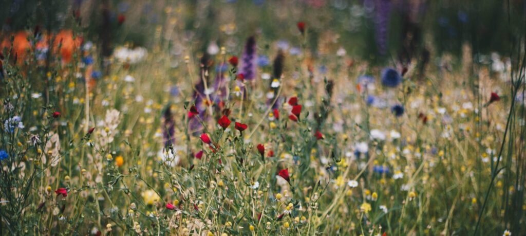 Meadow biodiversity