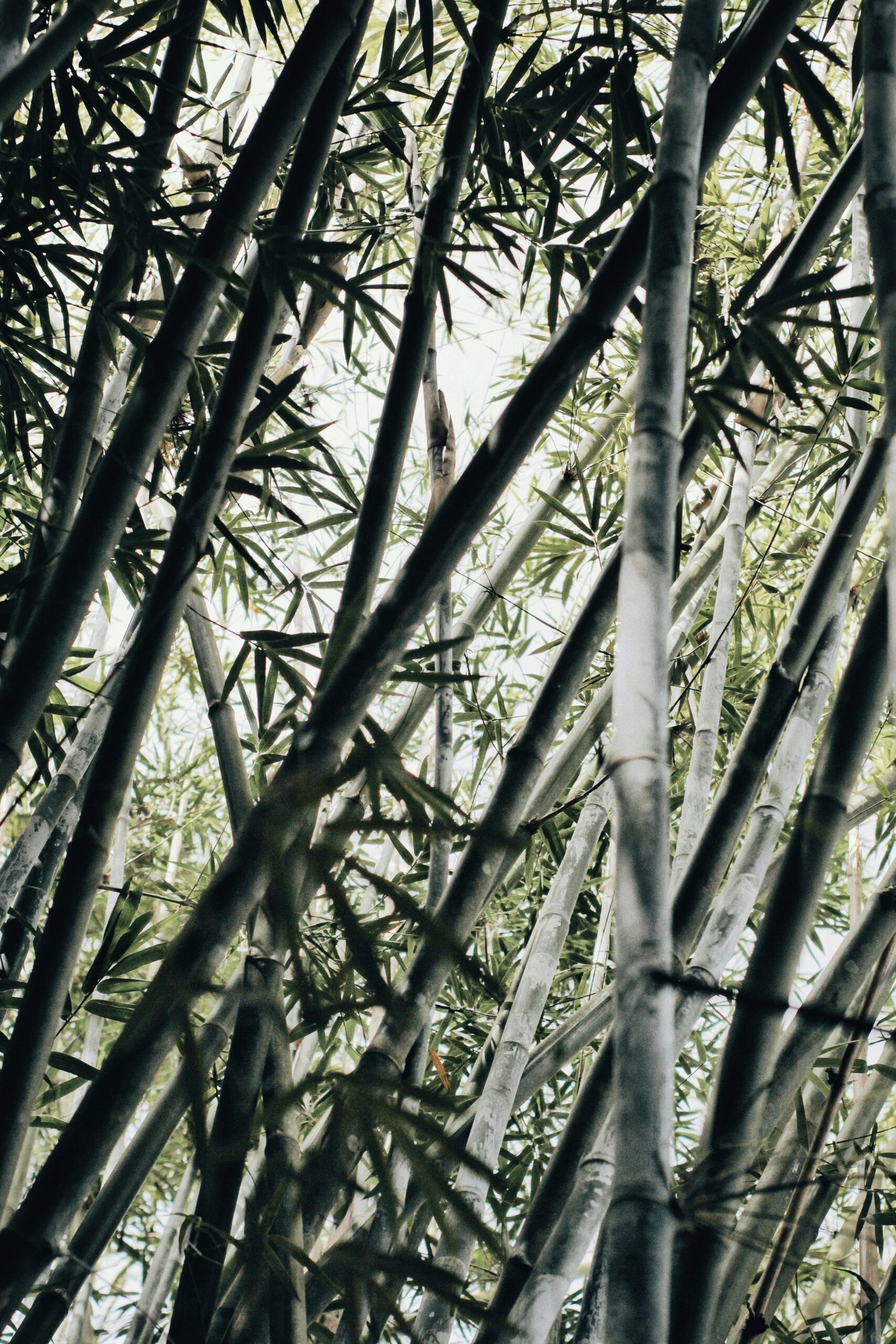 Trees