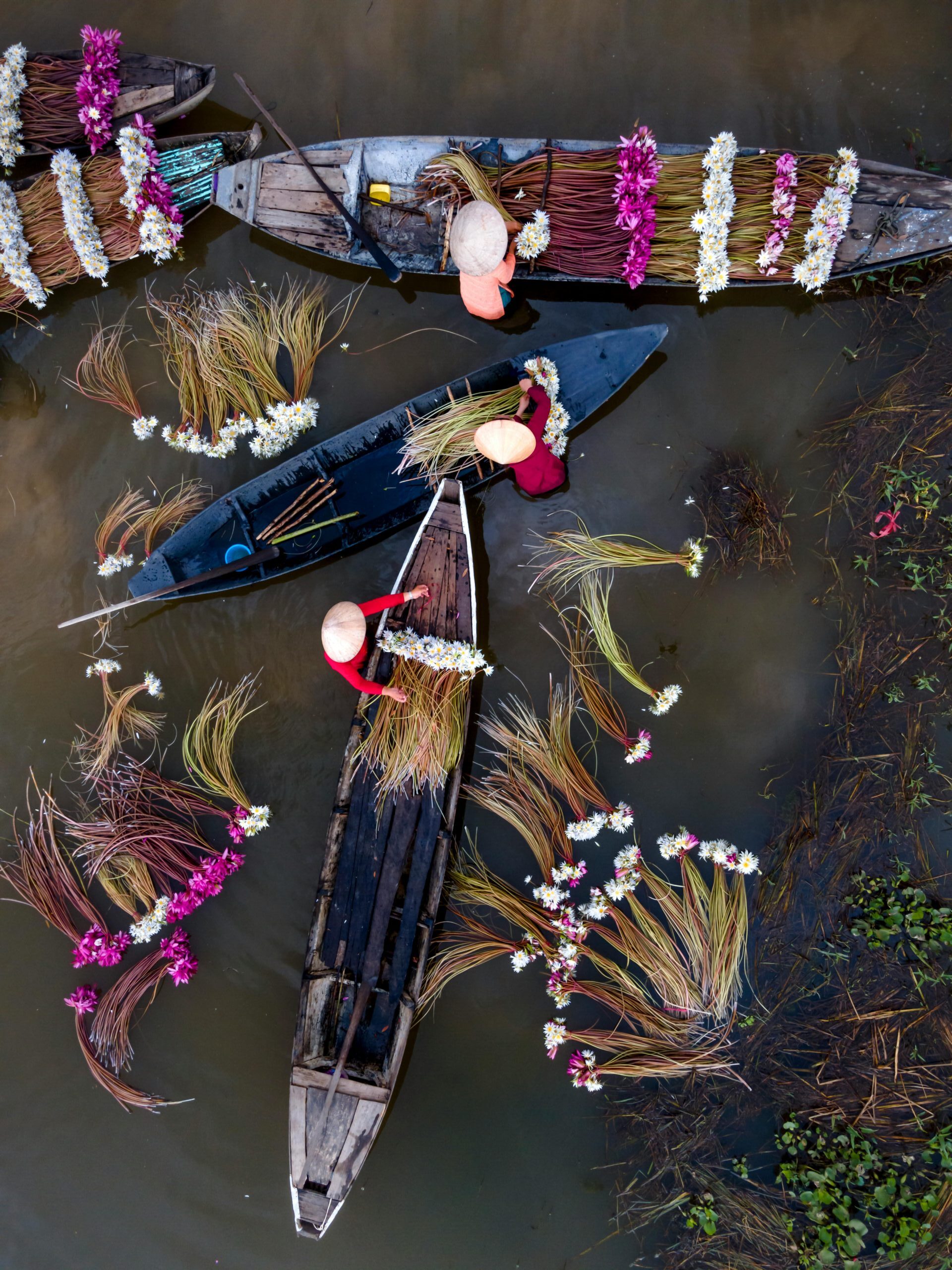 Lotus flower harvest in Asia