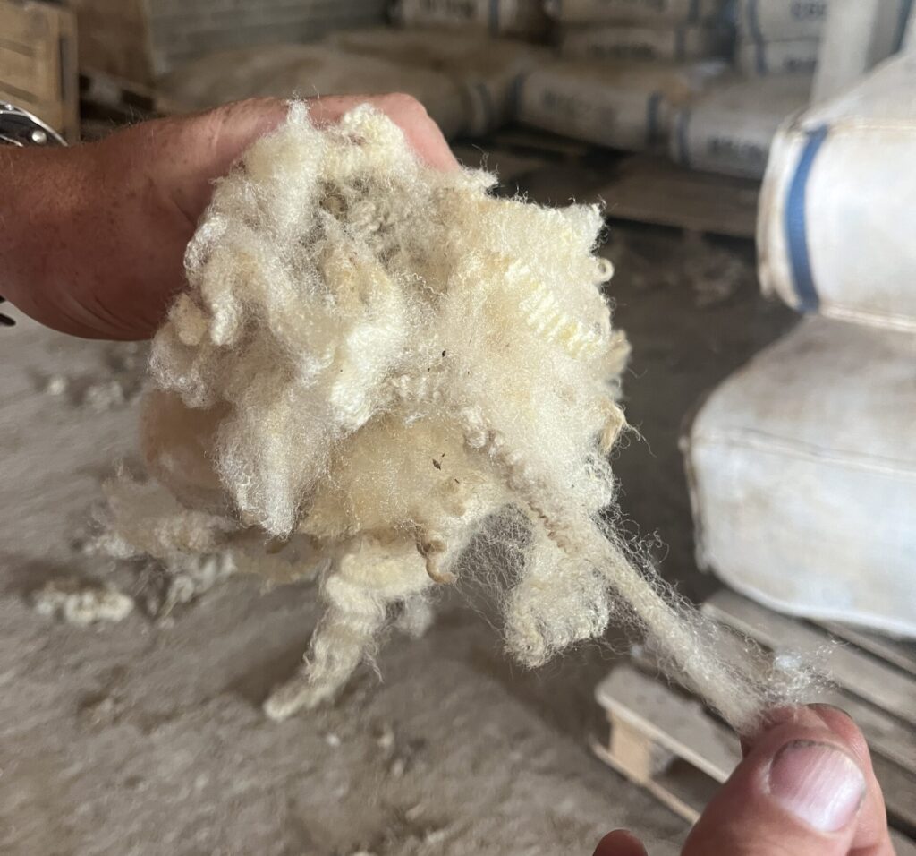 Raw British wool at the farm