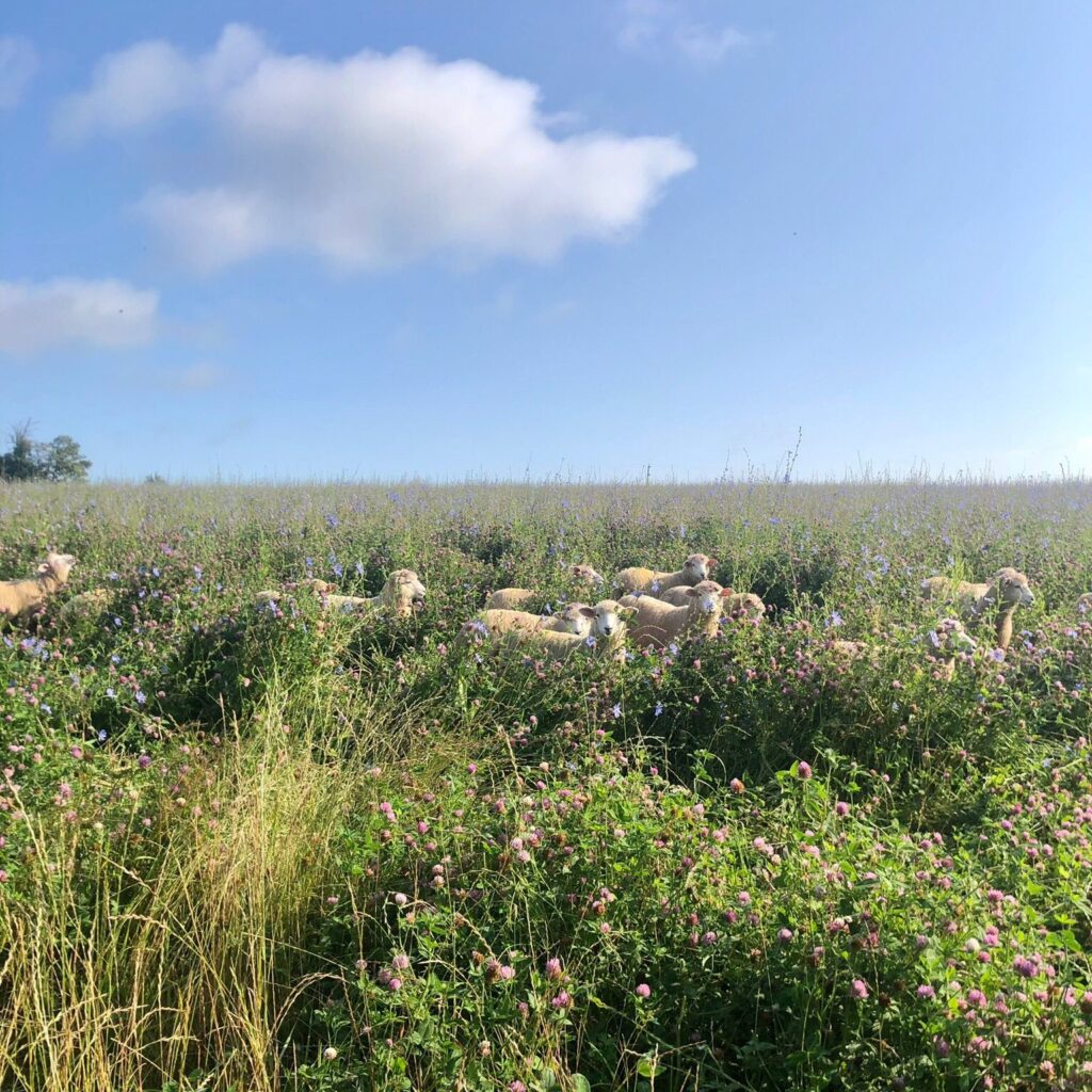 Sheep grazing