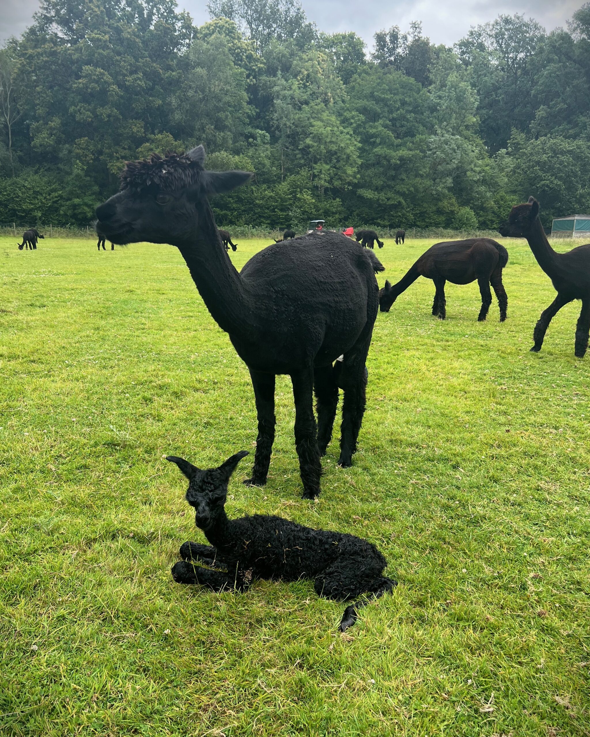 Black alpaca with cria at Redens Alpacas in West Sussex, source of British alpaca yarn