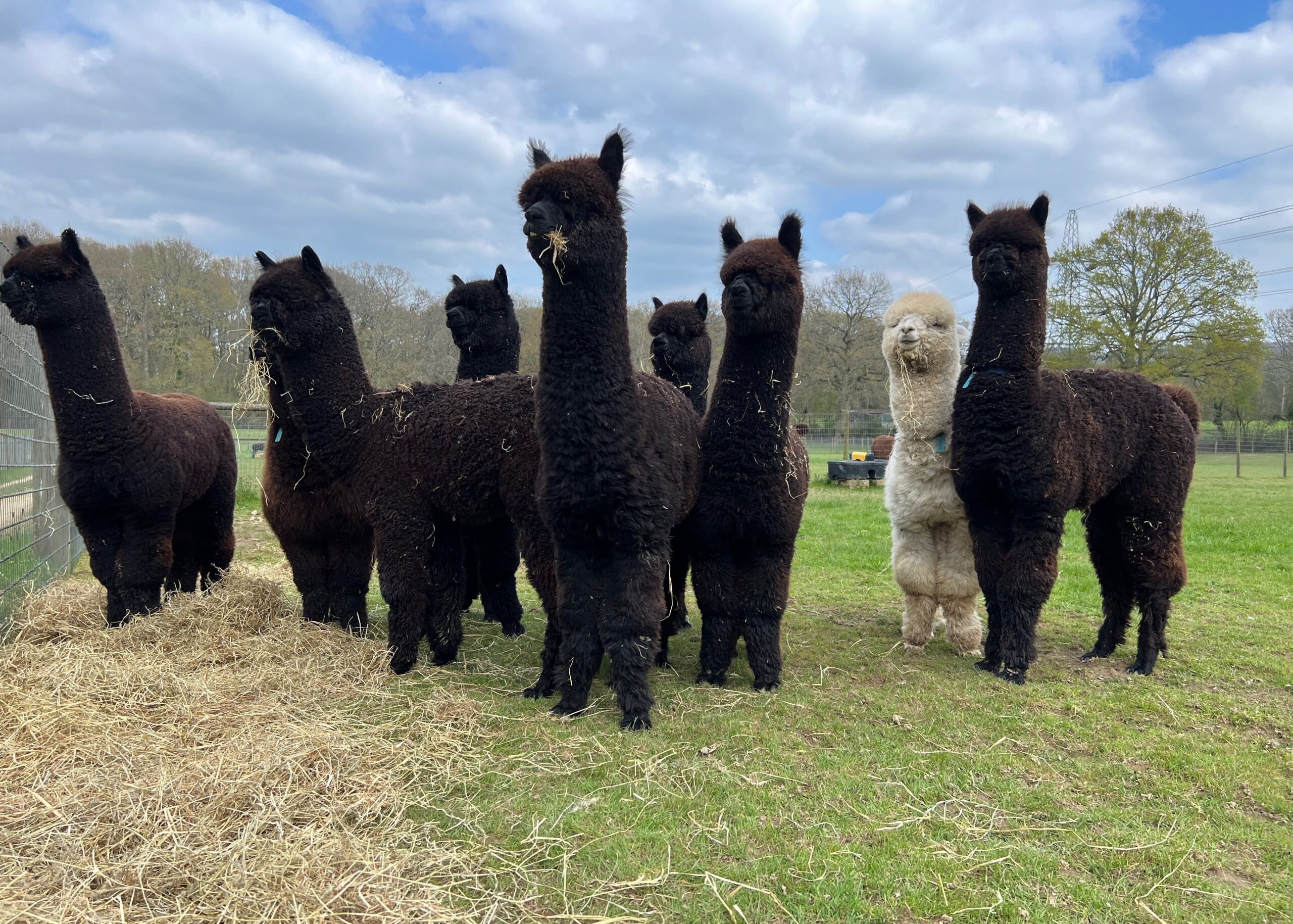 Redens Alpacas cria herd in West Sussex showing natural black, brown and white alpaca fleece colours