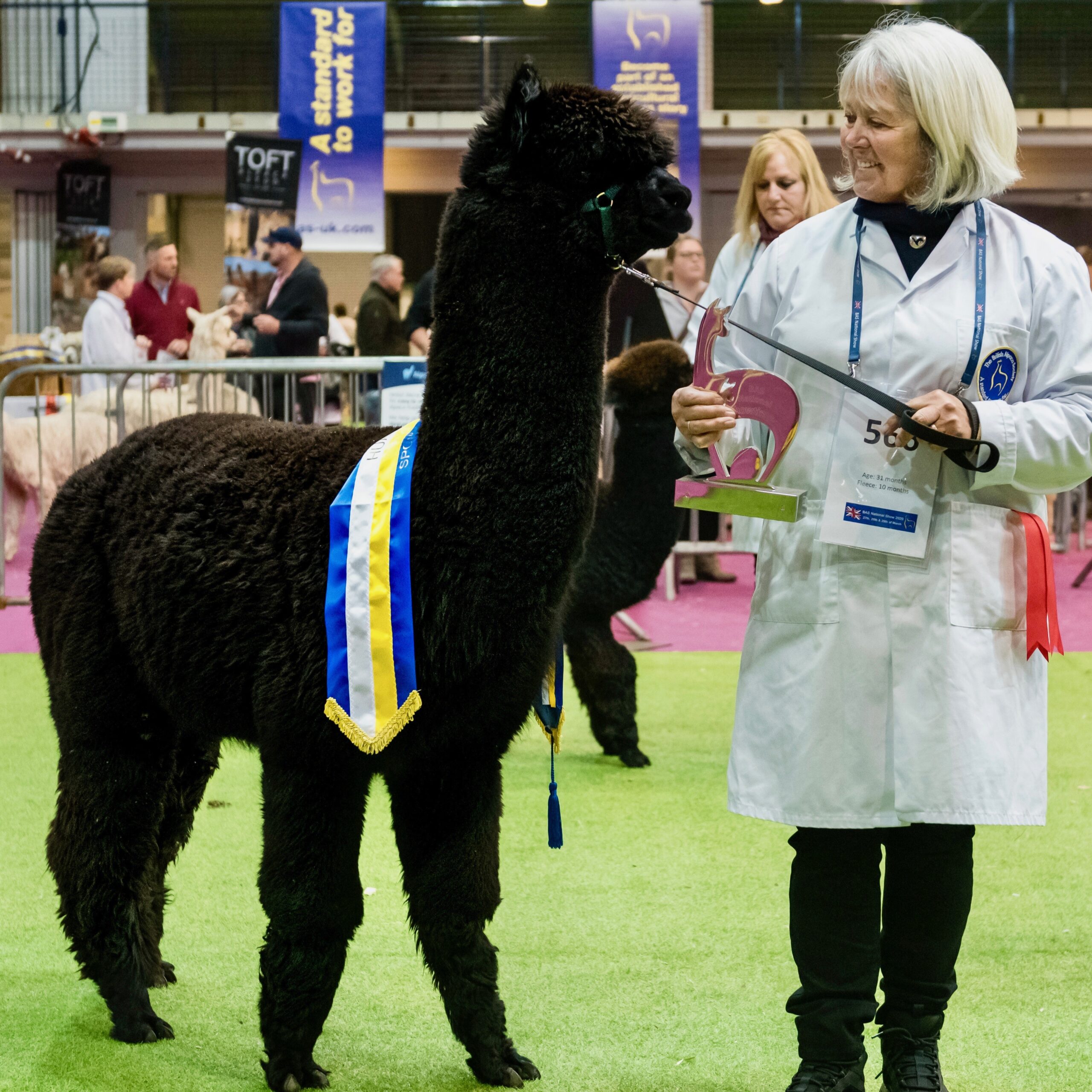 Award-winning black alpaca from Redens Alpacas in West Sussex, source of Redens British alpaca yarn