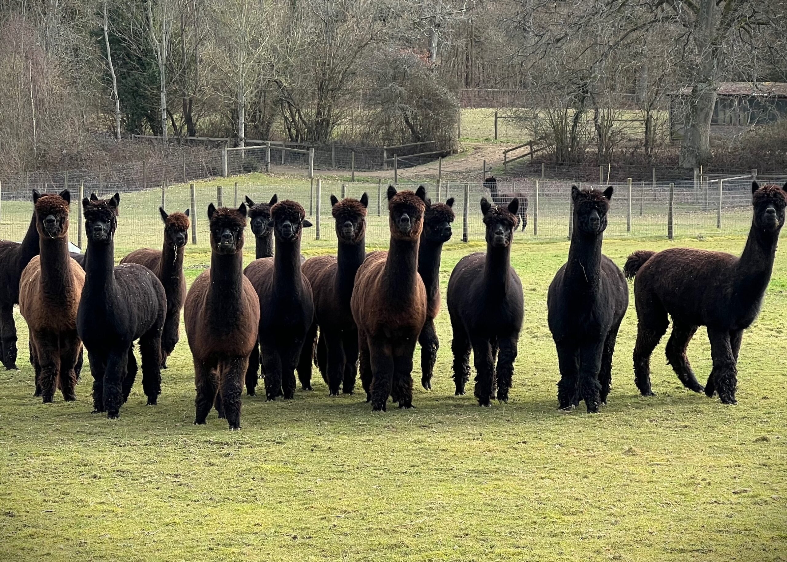 Redens Alpacas herd in West Sussex showing naturally dark brown and black alpaca fleece colours