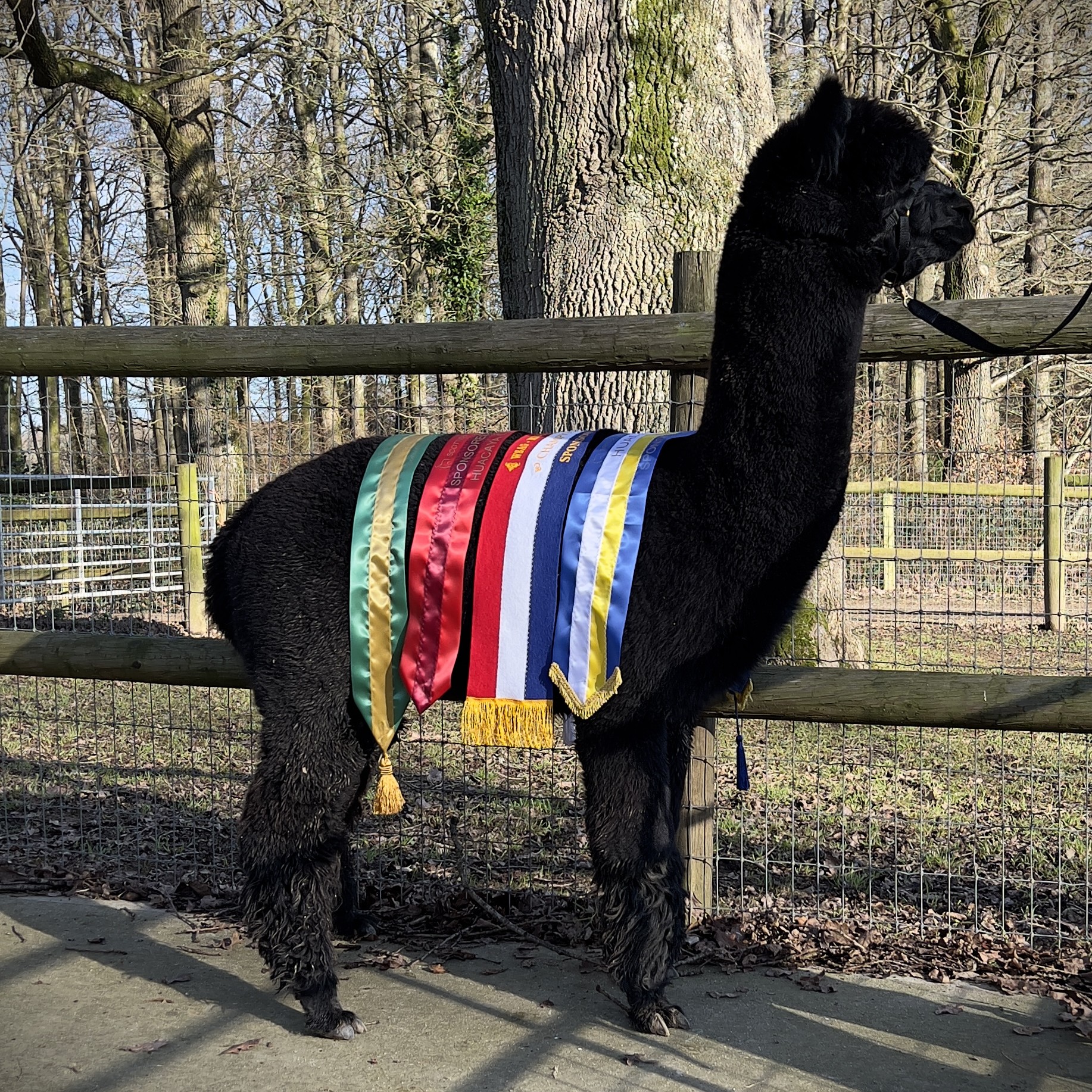 Award-winning black alpaca from Redens Alpacas in West Sussex wearing show ribbons