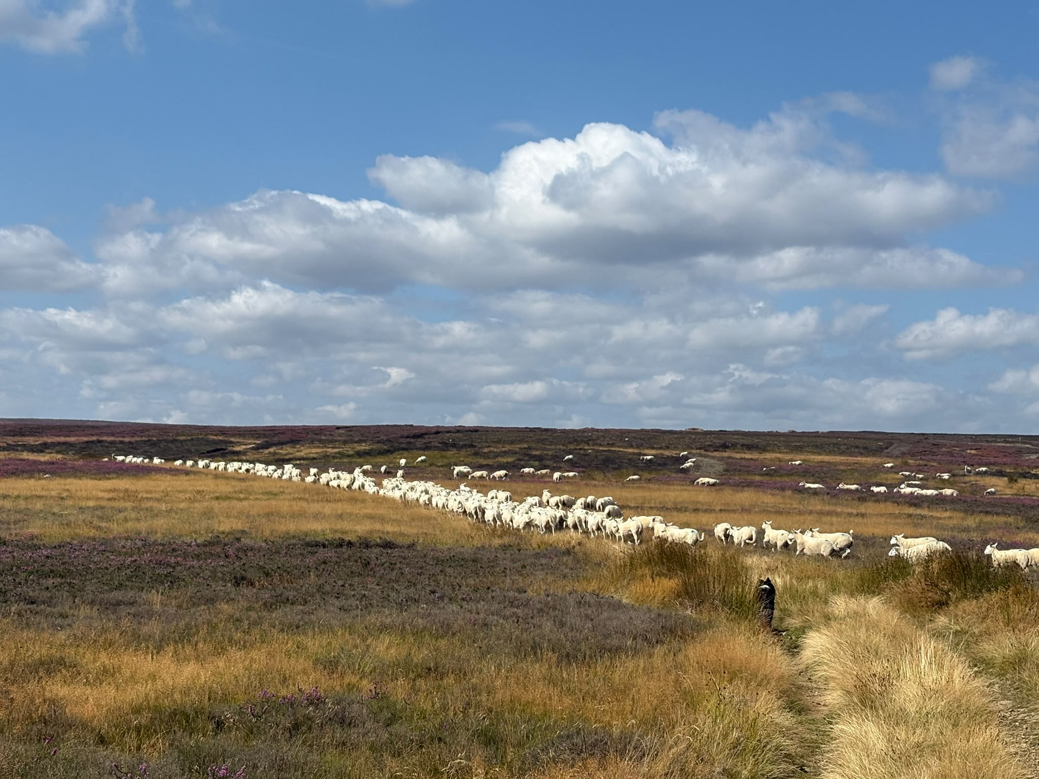 Read more about the article From regenerative farming to market: introducing The Living Fibre Mark®